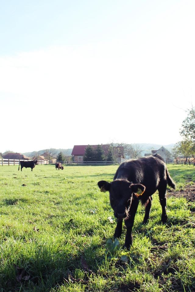 cows 095